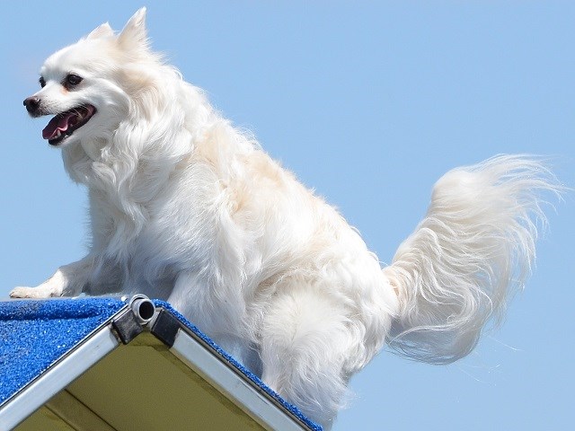 American Eskimo Dog thumbnail